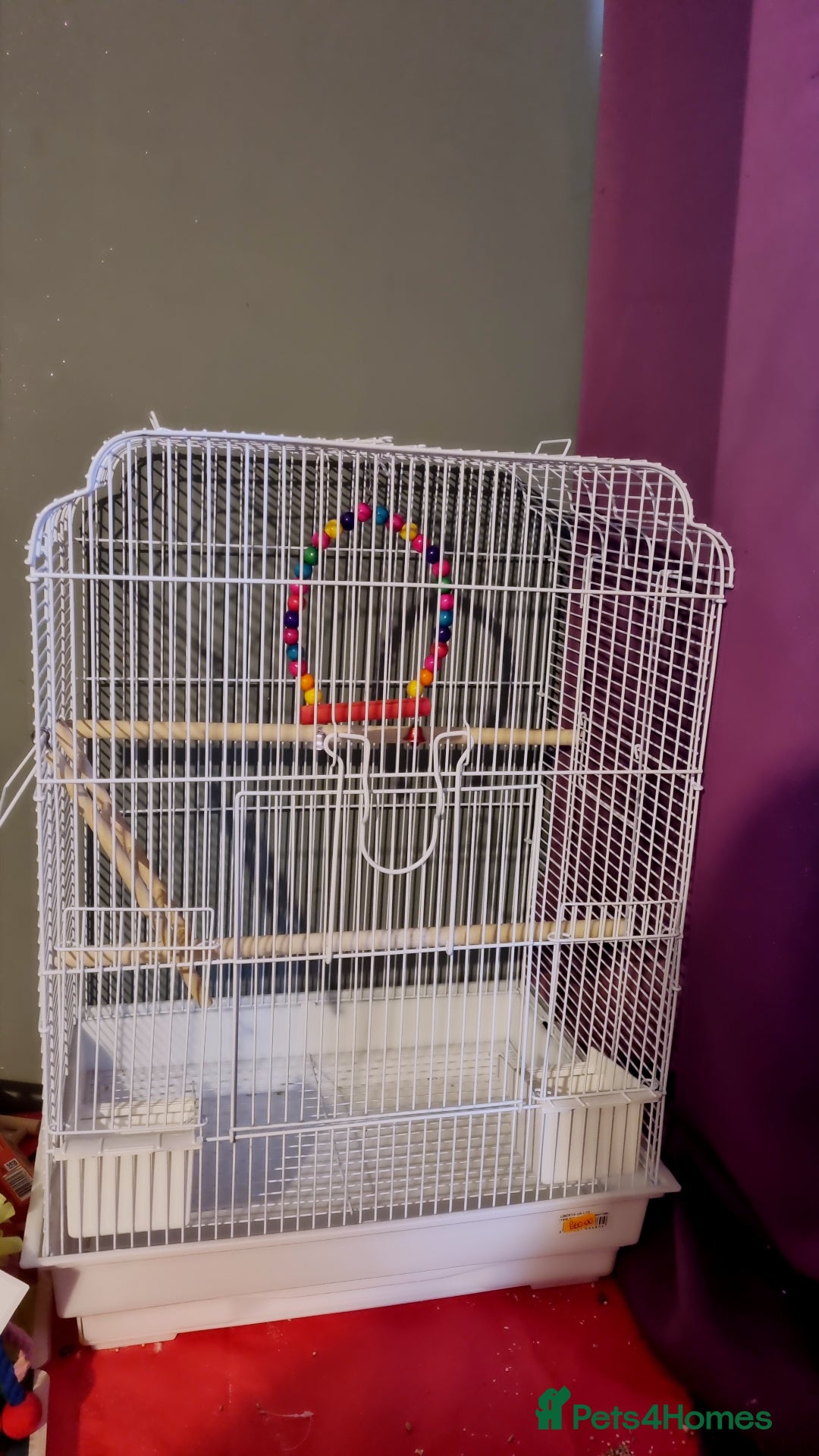 Budgerigars birds for sale: Rehoming 2 female young budgies with cage - Advert 3
