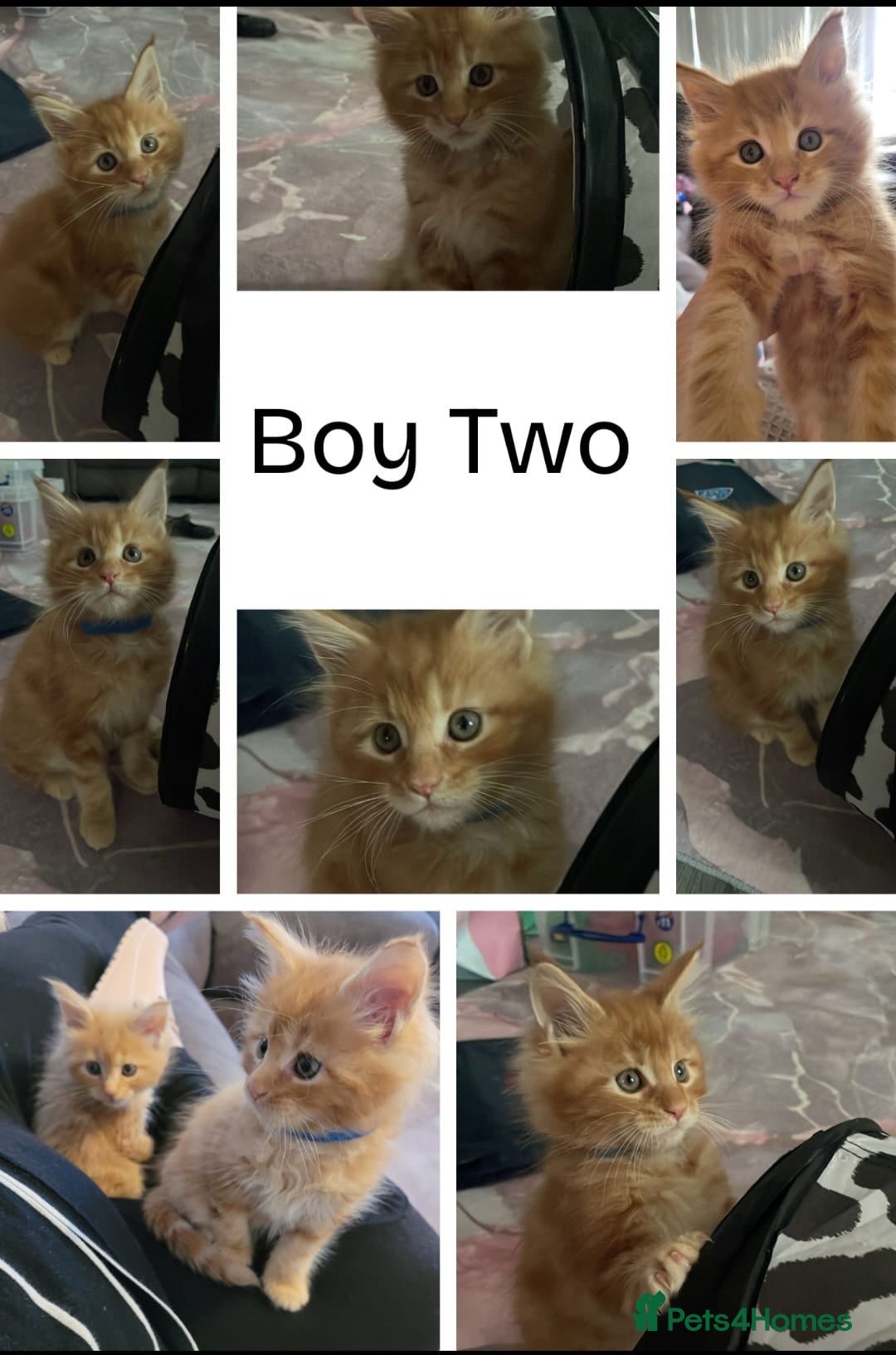 Maine Coon cats for sale: Ginger Maine Coon Kittens  - Advert 2