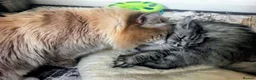 Siberian cats for sale: GCCF & TICA Registered Pure Breed Siberian  - Advert 3
