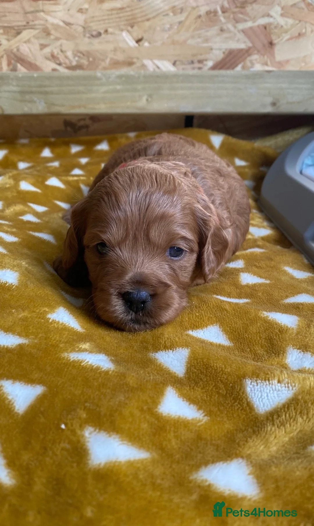 Mixed Breed dogs for sale: Beautiful Cavacockapoo puppies, only two left!  - Advert 27
