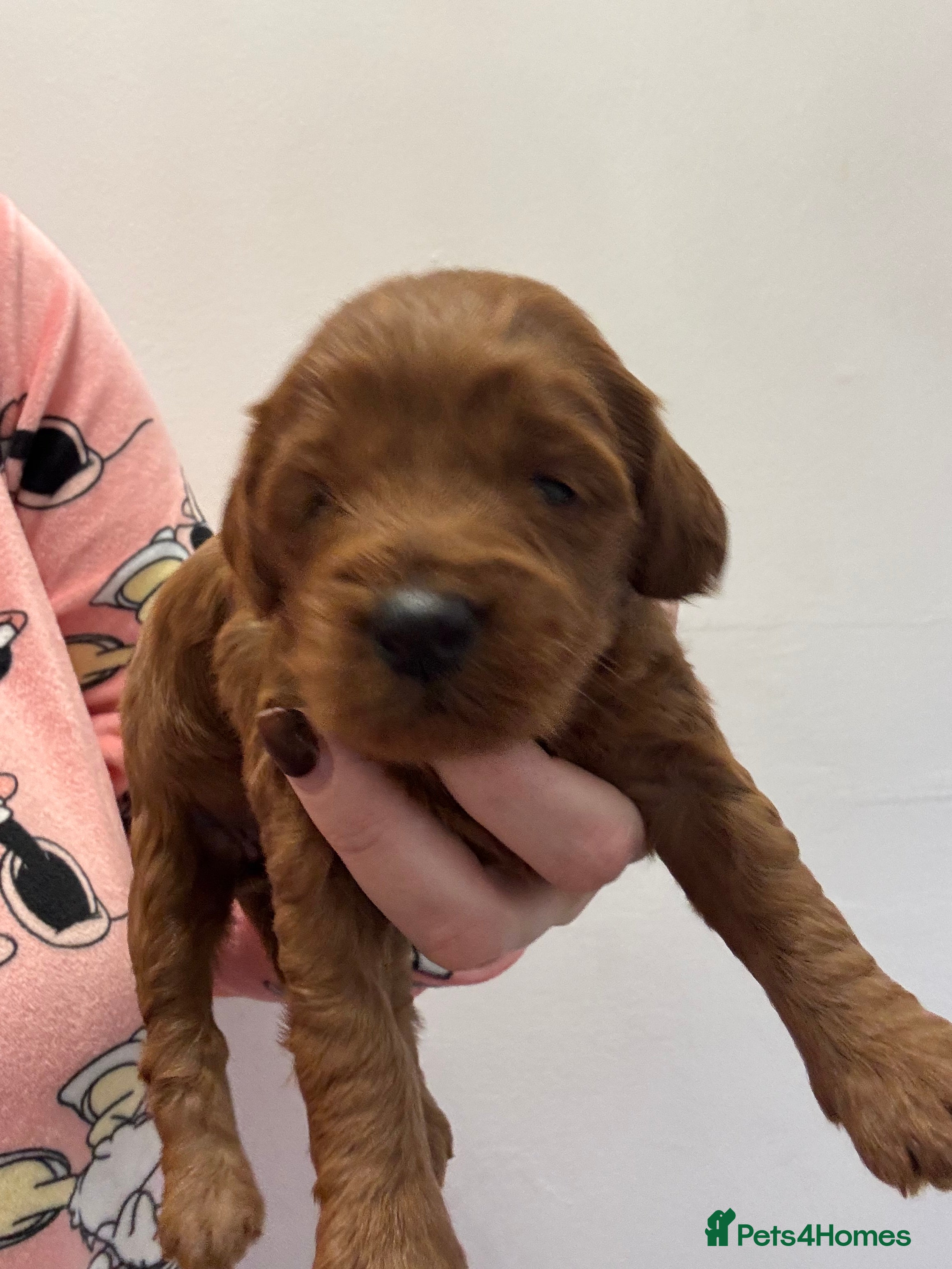 Cockapoo dogs Cockapoo Puppies  - Advert 11