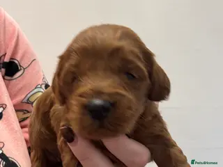 Cockapoo dogs Cockapoo Puppies - Advert 11