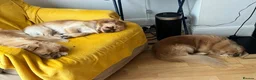 Pekingese dogs for sale: Puppies  in Portsmouth - Advert 14