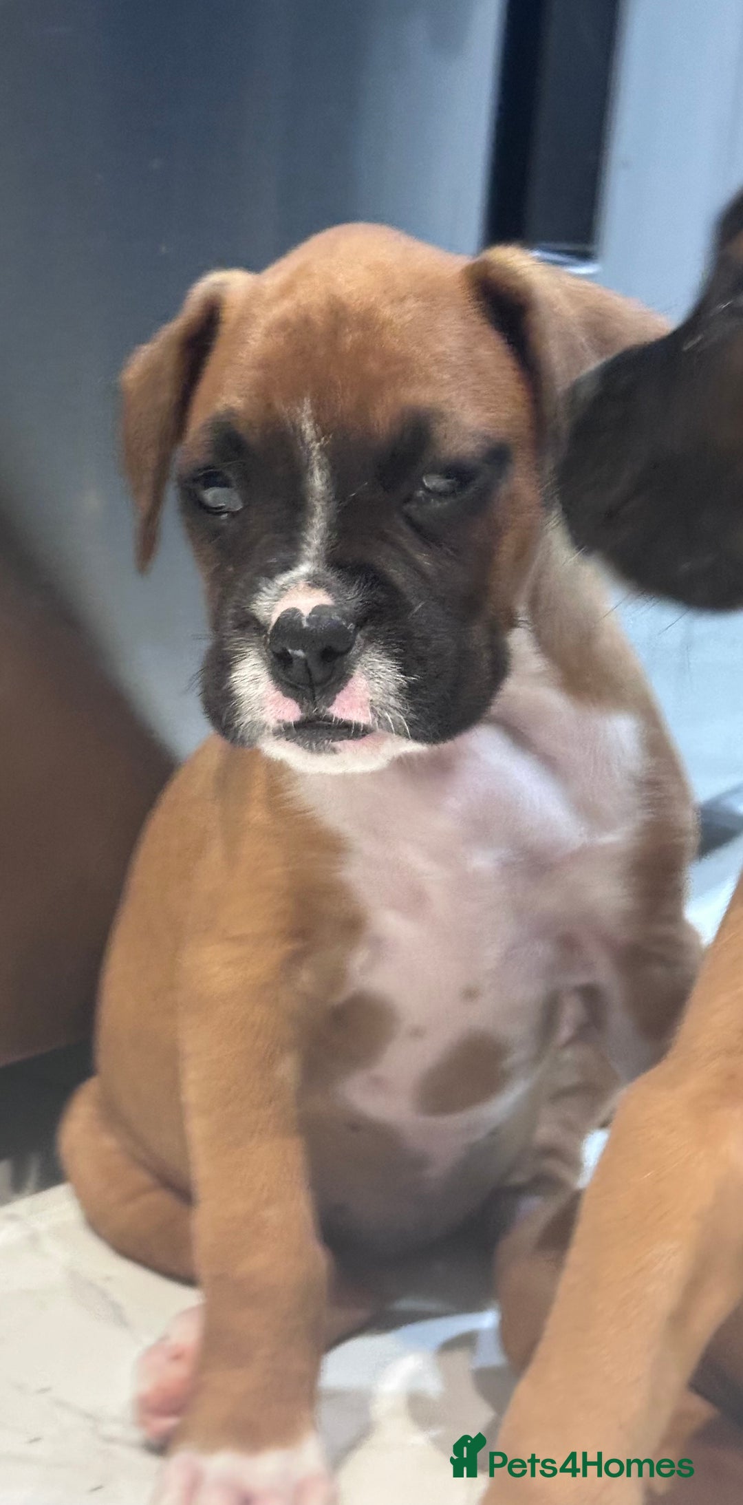 Boxer dogs for sale: Last female boxer looking for there new  home  - Advert 11