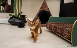 Abyssinian cats for sale:  Champions  Line Romeo-TICA reg. Abyssinian Beauty - Image 20