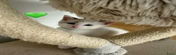 Ragdoll cats for sale: Looking for perfect furry companion?🐾😻 - Advert 24