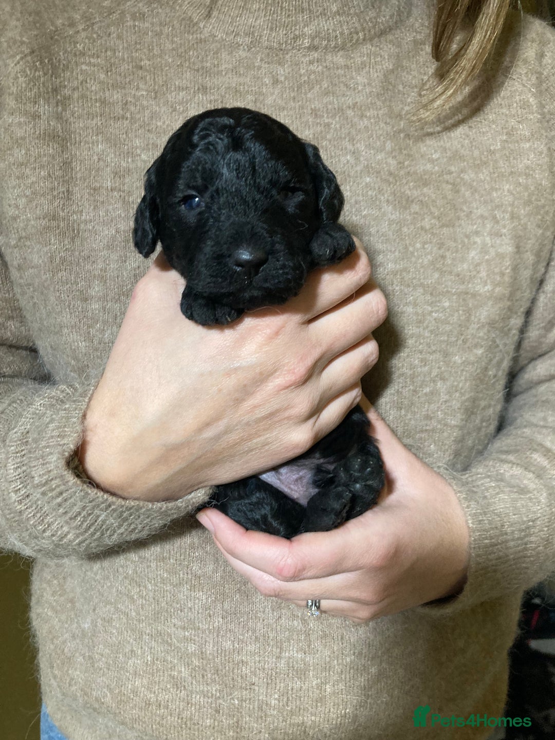 Goldendoodle dogs for sale: Miniature F1B Goldendoodle puppies - Advert 14