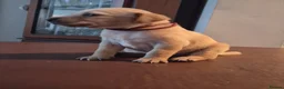 Labrador Retriever dogs for sale: Labrador puppies - Advert 11