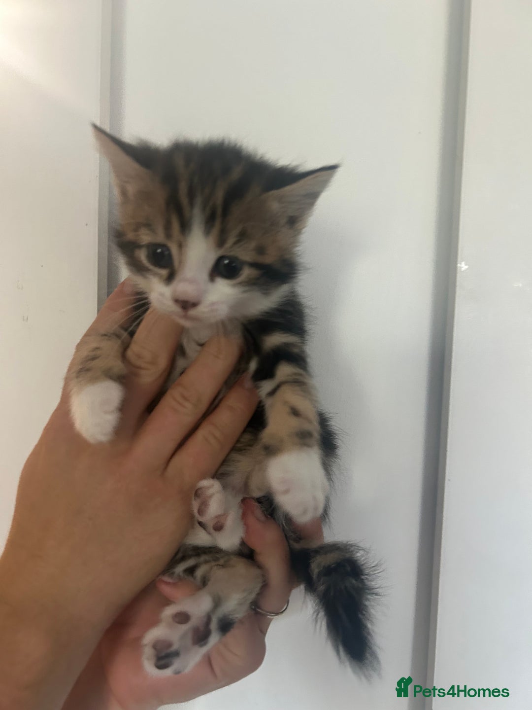 Mixed Breed cats for sale: Beautiful kittens REady this week - Image 4