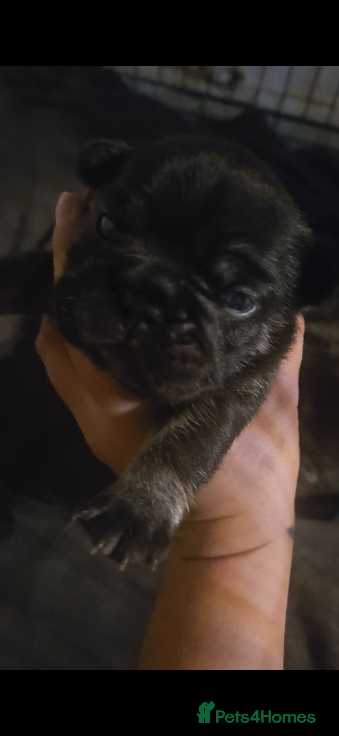 French Bulldog dogs for sale: Last make French bull dog pup - Image 9