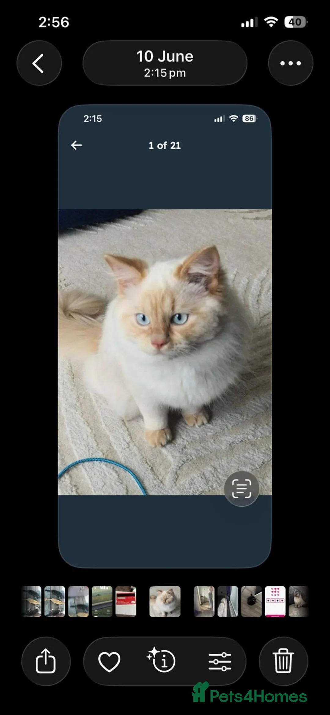 Ragdoll cats for sale: Ragdoll male  in Saltcoats - Advert 3