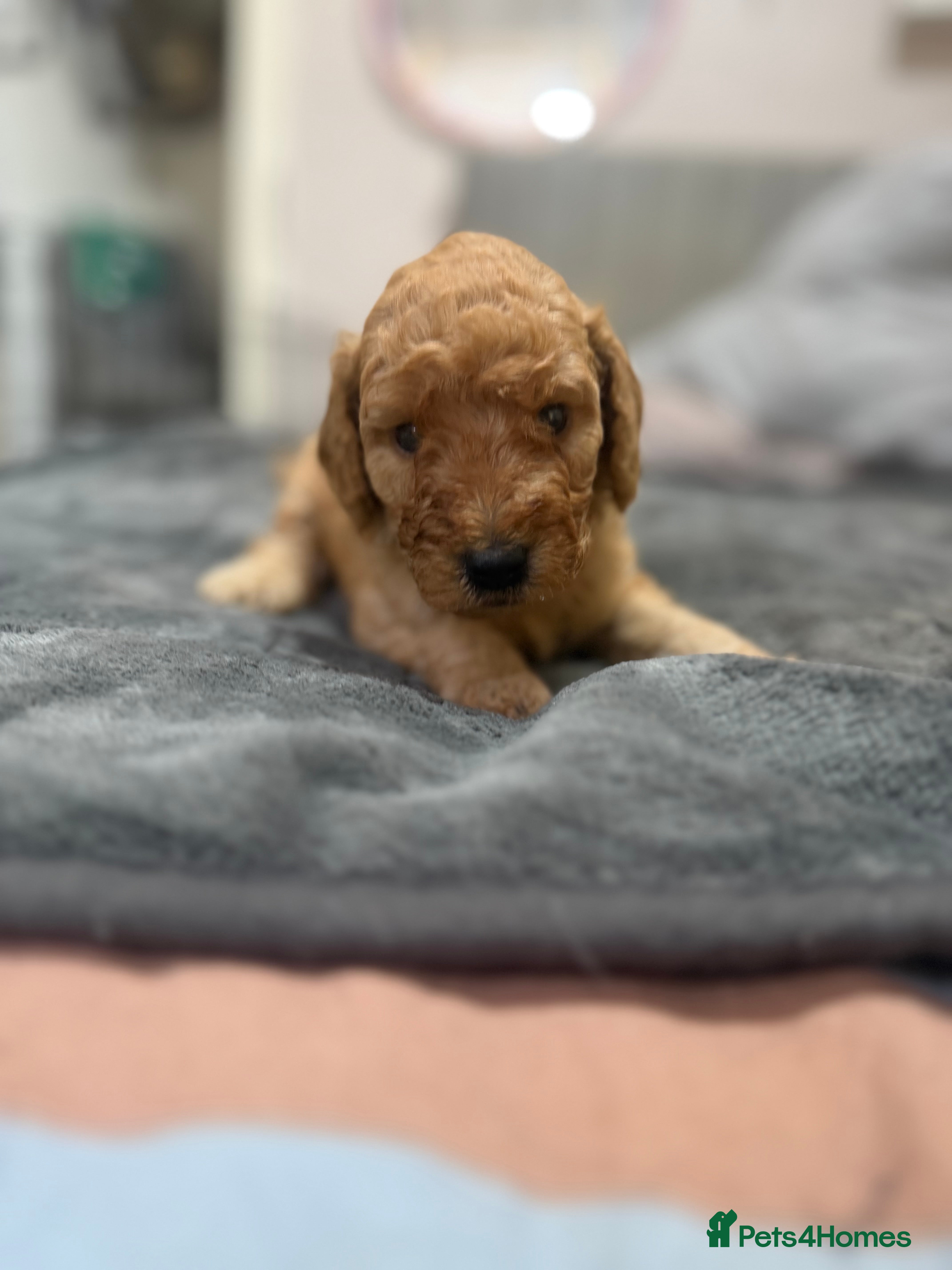 Miniature Poodle dogs mini labradoodles  - Advert 1