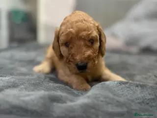 Miniature Poodle dogs mini labradoodles - Advert 1