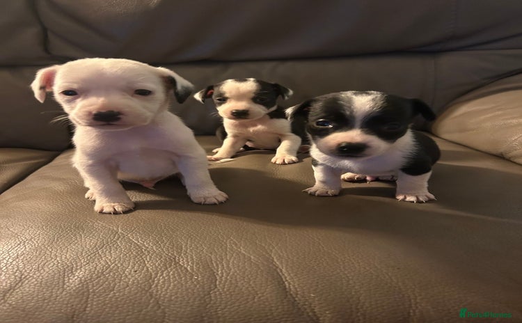 Mixed Breed dogs - Advert 4