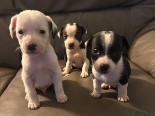 Mixed Breed dogs - Advert 27