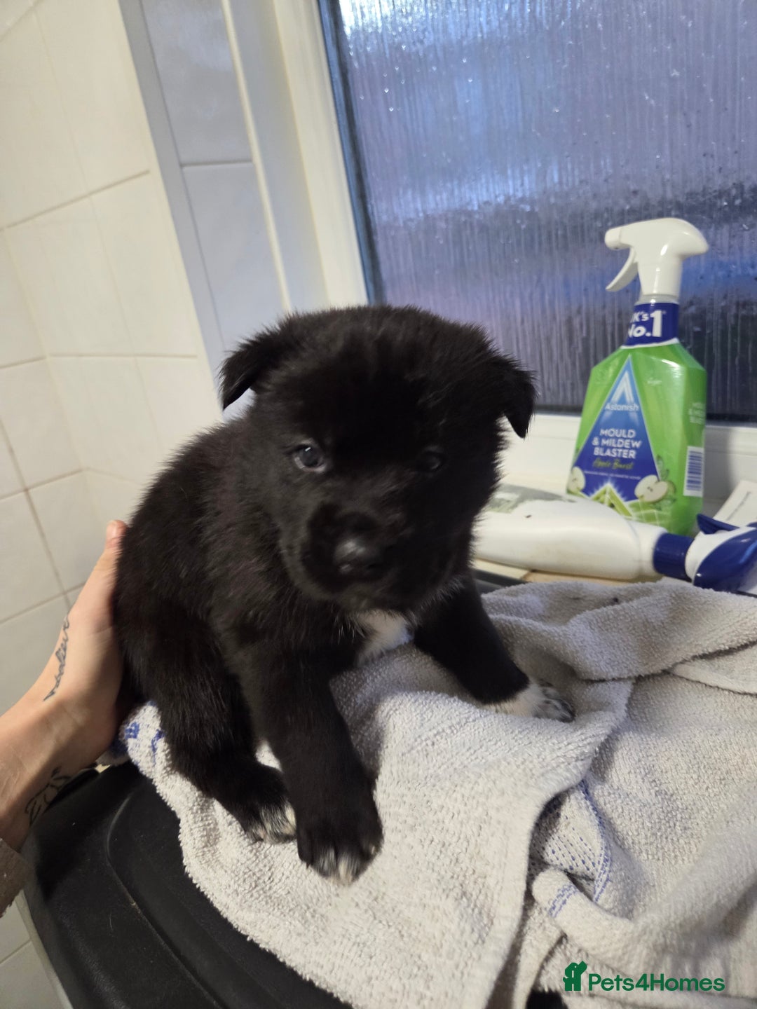 Mixed Breed dogs for sale: 3 girls left for rehoming  - Advert 9