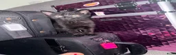 Mixed Breed cats for sale: Two black boys  in Warrington - Advert 5