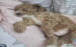 Cockapoo dogs for sale: F2 cockapoo puppies - Image 4