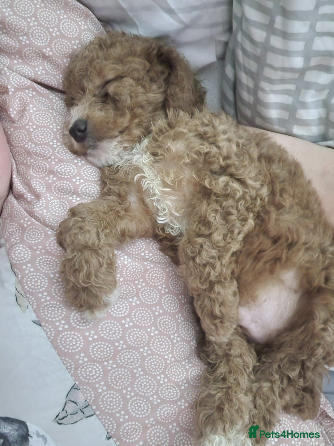 Cockapoo dogs for sale: F2 cockapoo puppies - Image 4