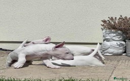 English Bull Terrier dogs for sale: English bull terrier pups for sale  - Image 7