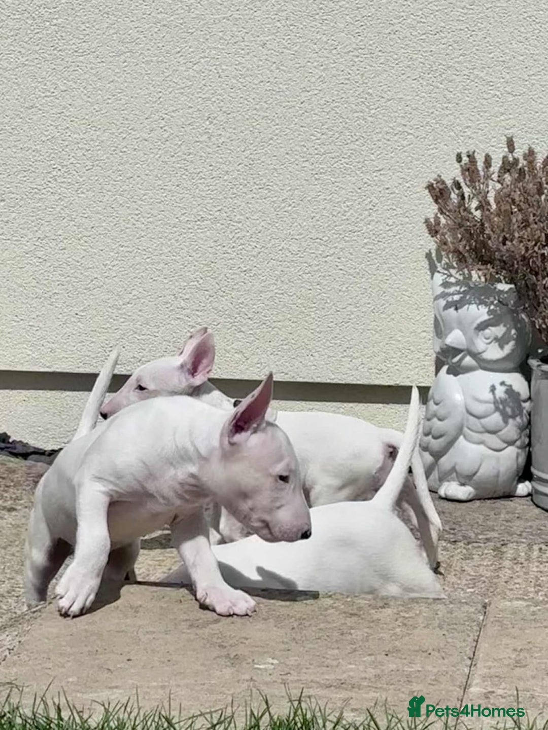 English Bull Terrier dogs for sale: English bull terrier pups for sale  - Image 7