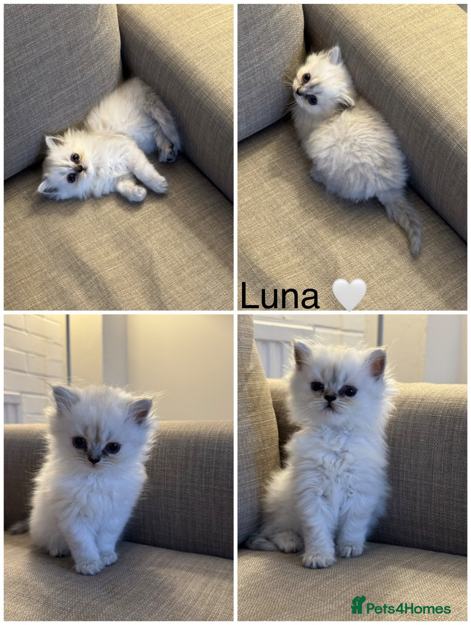 Persian cats Pure Persian Kittens for Sale: 2 Males & 2 Females - Advert 4