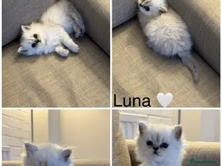 Persian cats Pure Persian Kittens for Sale: 2 Males & 2 Females - Advert 5