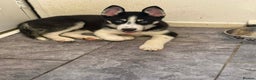 Siberian Husky dogs for sale: Siberian Husky Puppies for Sale - Advert 2