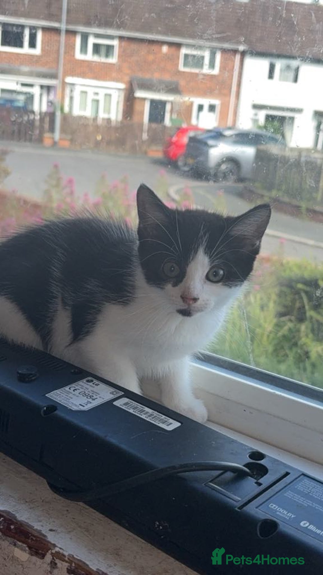 Mixed Breed cats for sale: Kittens ready to leave - Image 2