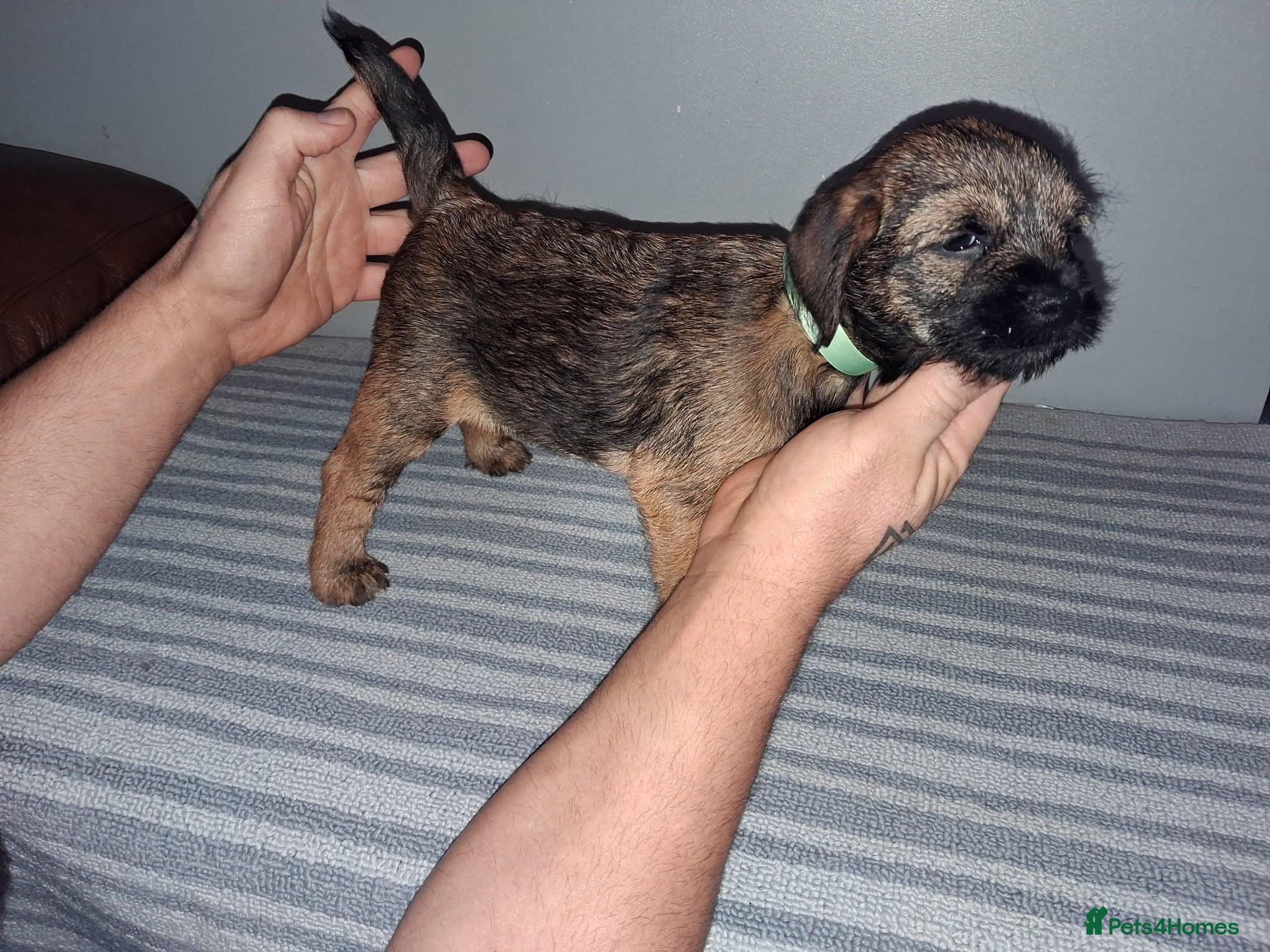 Border Terrier dogs Kc Reg Border Terrier Puppies  - Advert 2