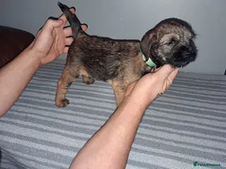 Border Terrier dogs Kc Reg Border Terrier Puppies - Advert 2