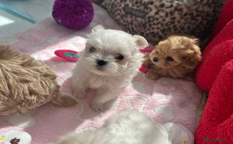 Maltese dogs - Advert 2
