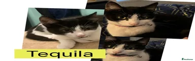 Domestic Shorthair 4 Tequila 