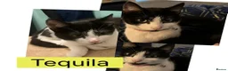 Domestic Shorthair cats for sale: 6 Domestic Shorthairs Available To Loving Home - Advert 4