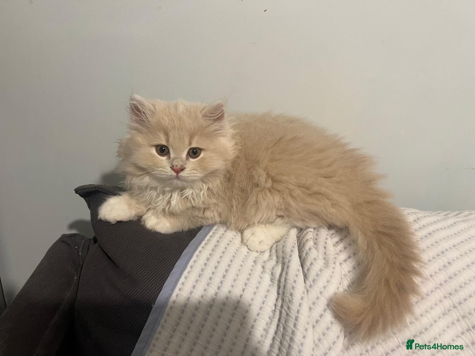 Scottish Fold cats for sale: 4 Fluffy British longhair Ginger kittens - Advert 3