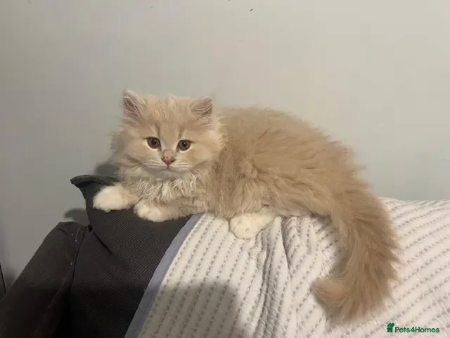 Scottish Fold cats for sale: 4 Fluffy British longhair Ginger kittens - Advert 3