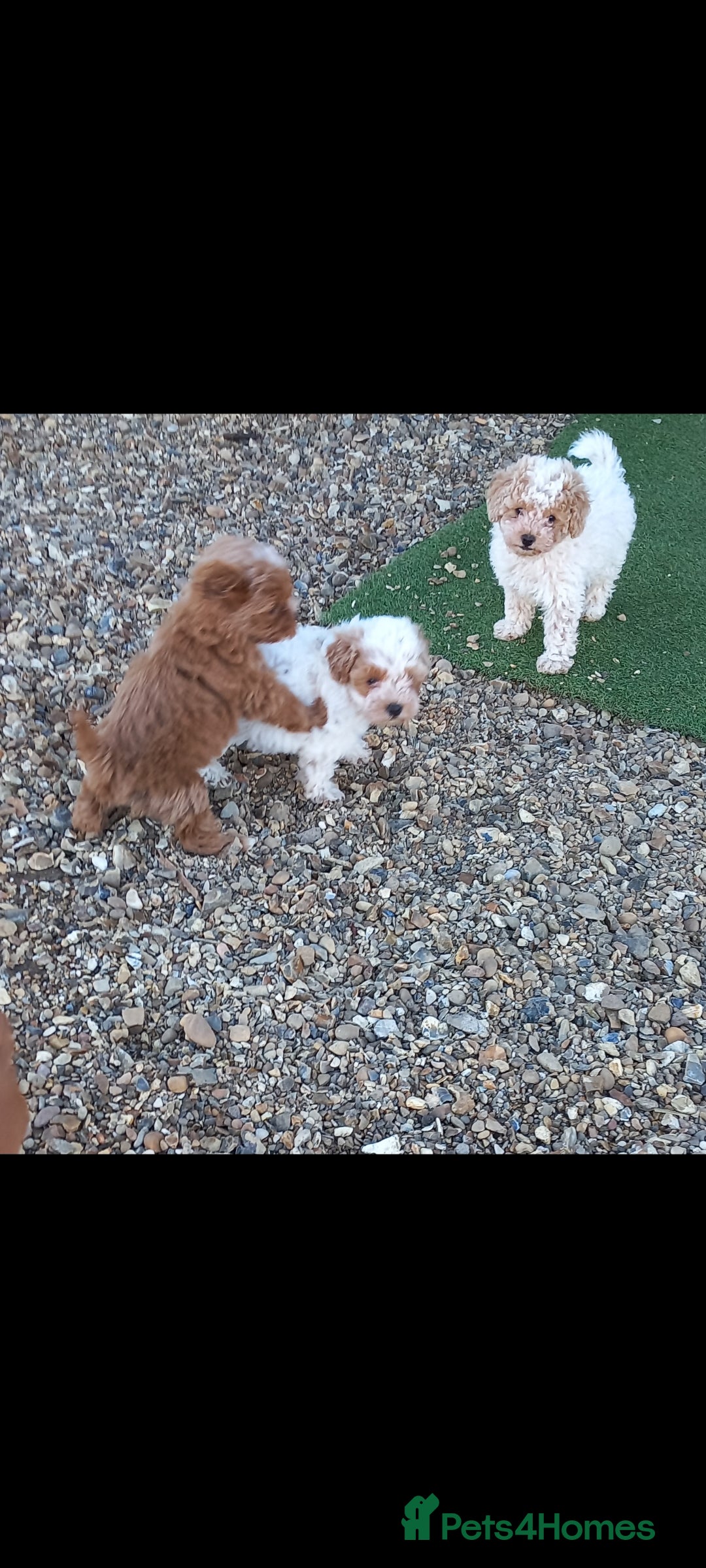Maltipoo dogs for sale: Maltipoo puppies  - Advert 11