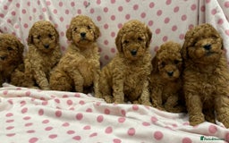 Miniature Poodle dogs for sale: Stunning Miniature Poodles - DNA Health Tested - Image 1