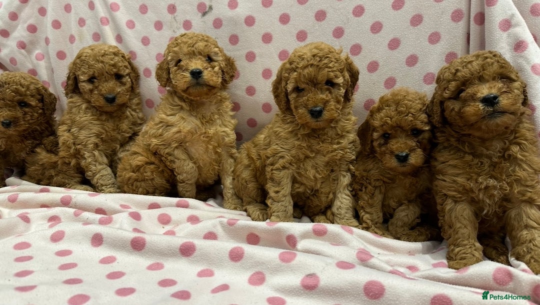 Miniature Poodle dogs for sale: Stunning Miniature Poodles - DNA Health Tested - Image 1