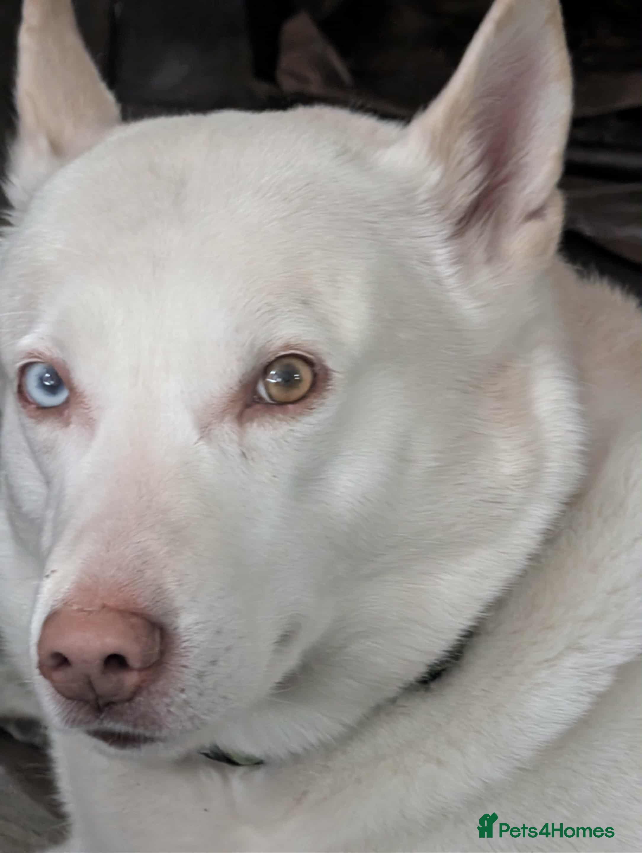 Mixed Breed dogs 8 year old male husky cross inuit - Advert 17