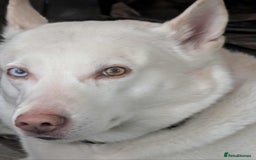 Mixed Breed dogs for sale: 8 year old male husky cross inuit - Image 1