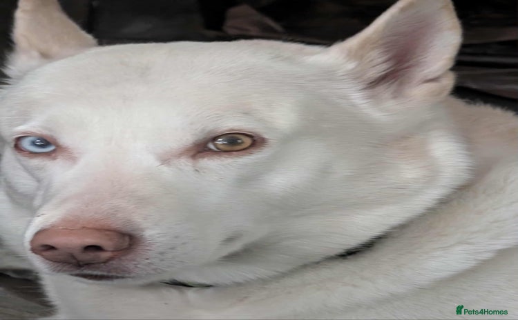 Mixed Breed dogs - Advert 2