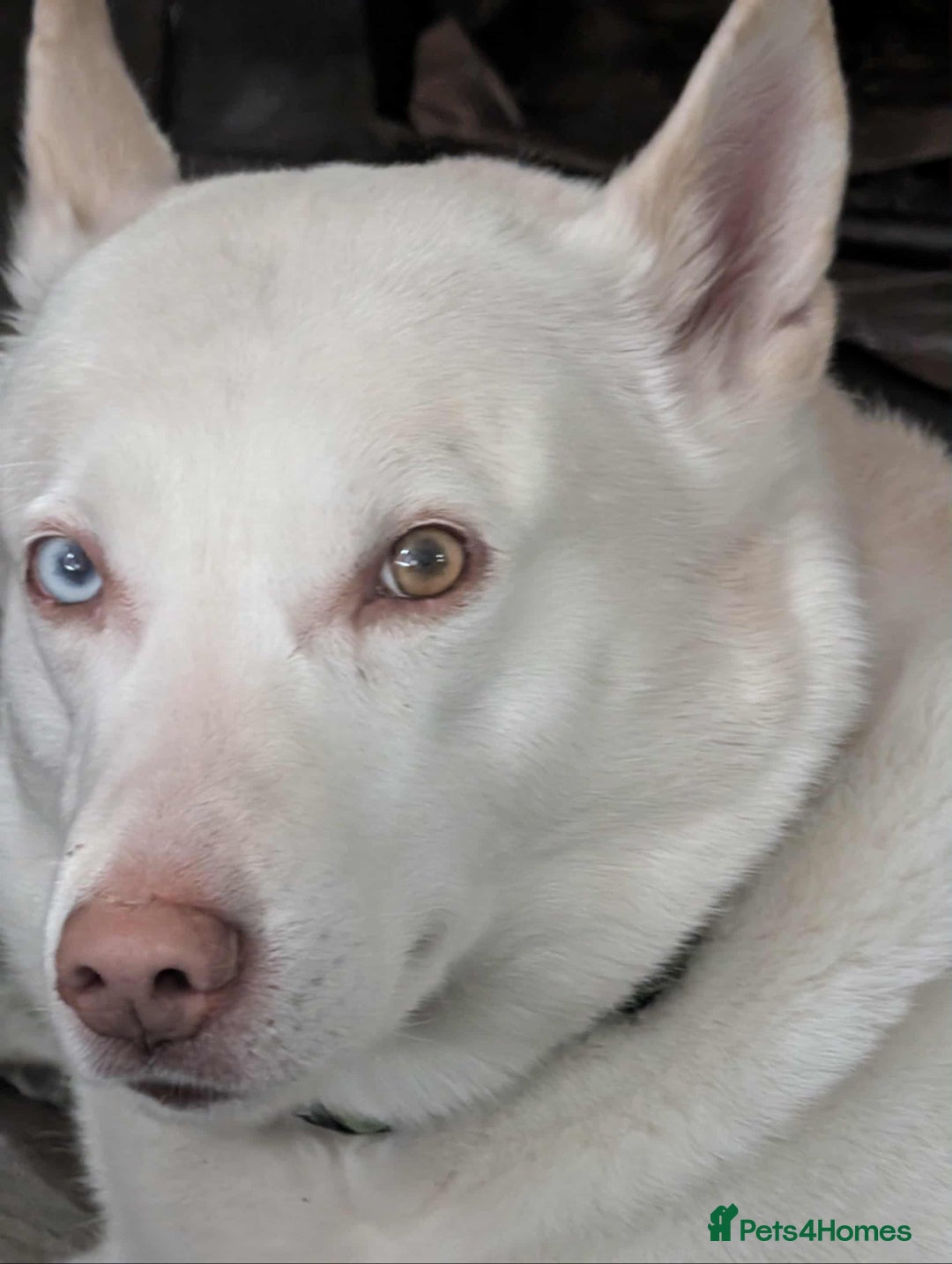 Mixed Breed dogs for sale: 8 year old male husky cross inuit - Image 1