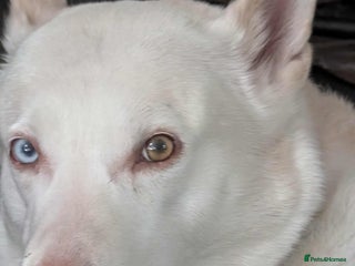 Mixed Breed dogs - Advert 2