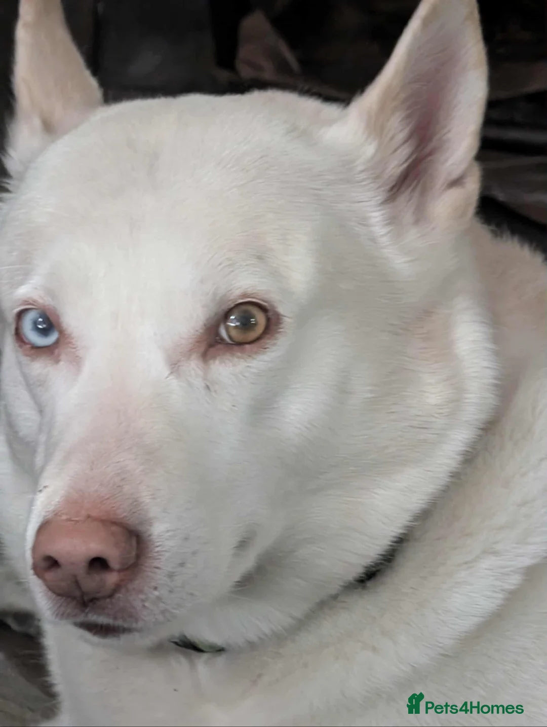 Mixed Breed dogs for sale: 8 year old male husky cross inuit - Advert 1