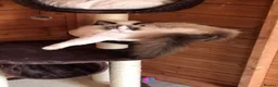 Ragdoll cats for sale: Tica Ragdoll kittens imperial grand champion lines - Advert 25