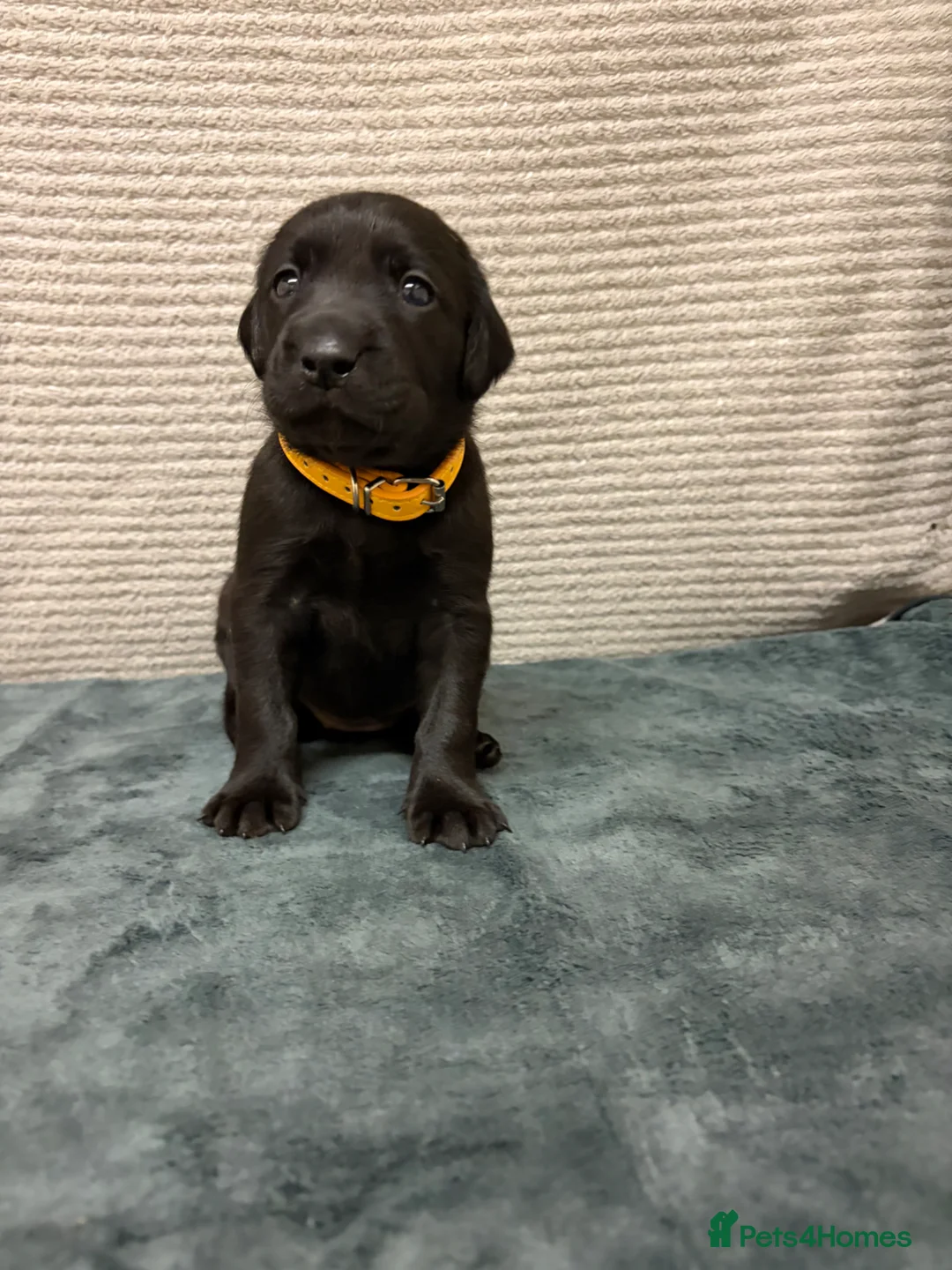 Mixed Breed dogs for sale: 8 LABMARANER Pups  - Advert 33