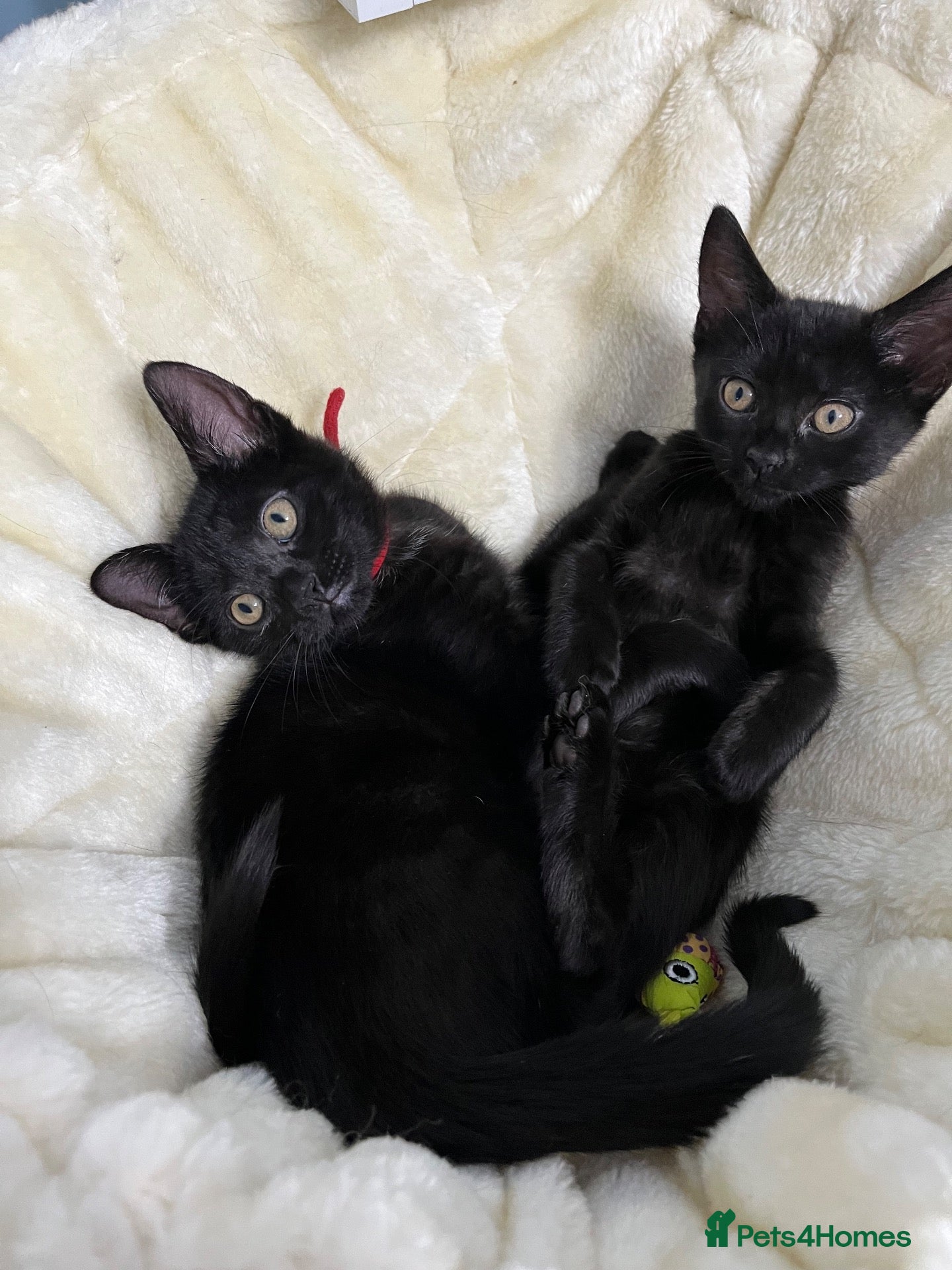 Mixed Breed cats 🐾❤️ BEAUTIFUL KITTENS ❤️ - Advert 19
