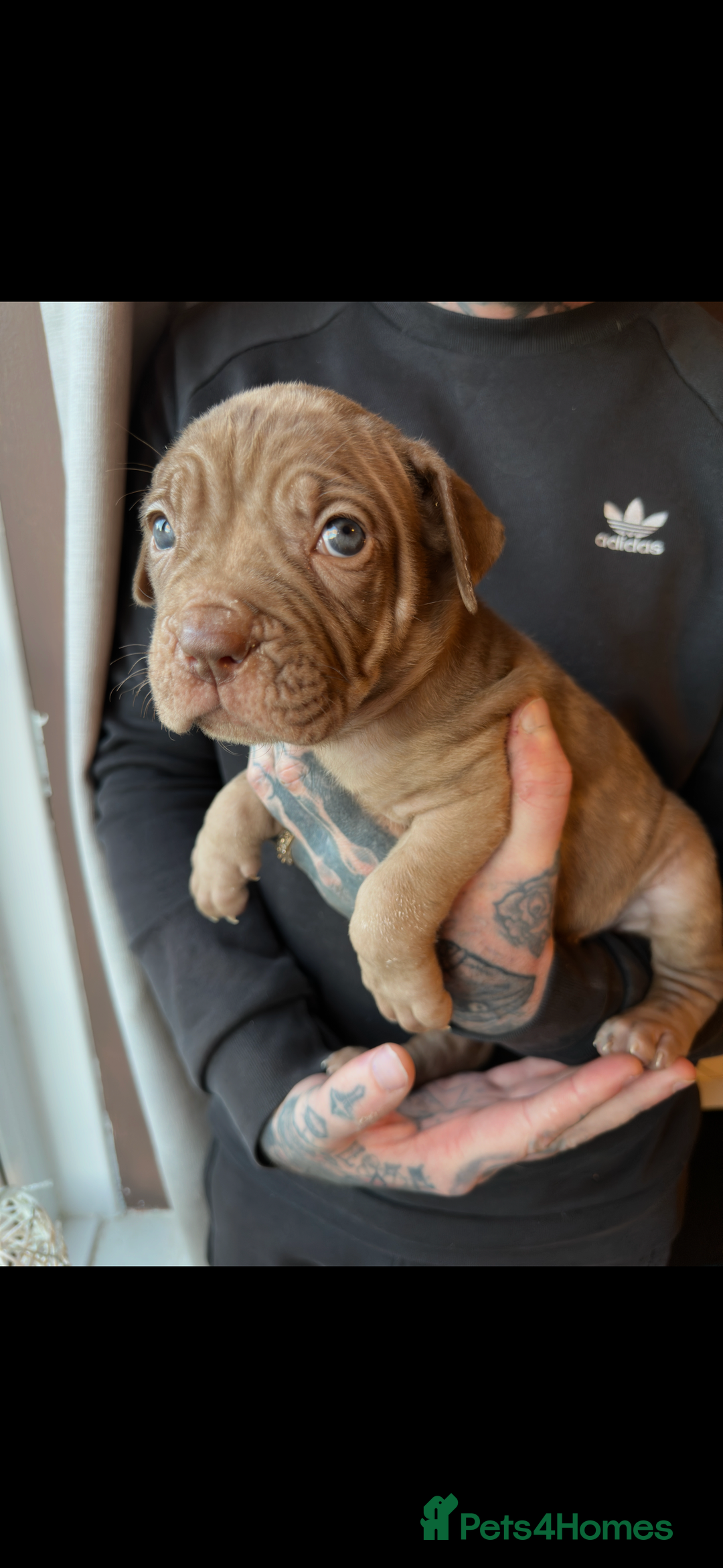 Mixed Breed dogs for sale: Presa X Neo puppies - Advert 25