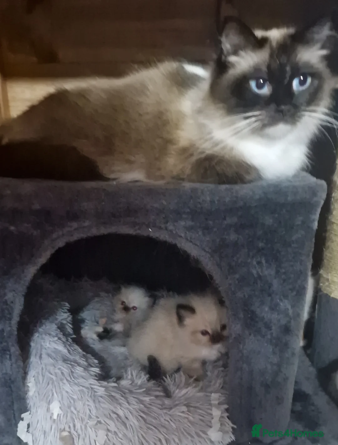 Ragdoll cats for sale: Gorgeous gccf ragdoll boy  - Advert 2